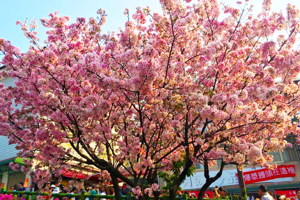 Blossoms philippines cherry Cherry Blossoms
